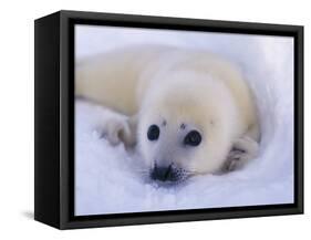 Newborn Harp Seal-Staffan Widstrand-Framed Stretched Canvas