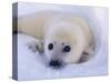 Newborn Harp Seal-Staffan Widstrand-Stretched Canvas