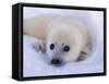 Newborn Harp Seal-Staffan Widstrand-Framed Stretched Canvas