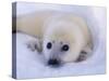 Newborn Harp Seal-Staffan Widstrand-Stretched Canvas