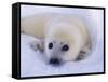 Newborn Harp Seal-Staffan Widstrand-Framed Stretched Canvas