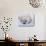 Newborn Harp Seal-Staffan Widstrand-Stretched Canvas displayed on a wall