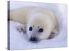 Newborn Harp Seal-Staffan Widstrand-Stretched Canvas