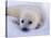 Newborn Harp Seal-Staffan Widstrand-Stretched Canvas