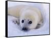 Newborn Harp Seal-Staffan Widstrand-Framed Stretched Canvas
