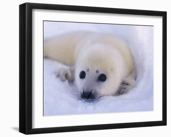 Newborn Harp Seal-Staffan Widstrand-Framed Premium Photographic Print