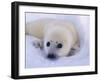 Newborn Harp Seal-Staffan Widstrand-Framed Premium Photographic Print