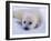 Newborn Harp Seal-Staffan Widstrand-Framed Premium Photographic Print