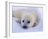 Newborn Harp Seal-Staffan Widstrand-Framed Premium Photographic Print