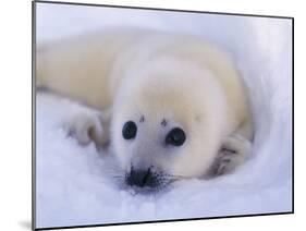 Newborn Harp Seal-Staffan Widstrand-Mounted Premium Photographic Print