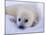 Newborn Harp Seal-Staffan Widstrand-Mounted Premium Photographic Print