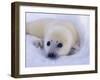 Newborn Harp Seal-Staffan Widstrand-Framed Photographic Print