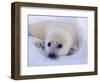 Newborn Harp Seal-Staffan Widstrand-Framed Photographic Print