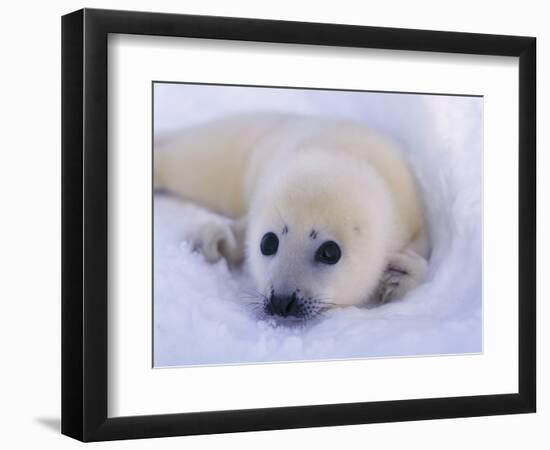 Newborn Harp Seal-Staffan Widstrand-Framed Photographic Print