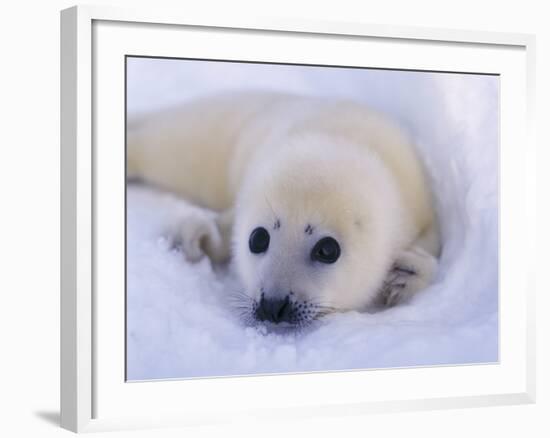 Newborn Harp Seal-Staffan Widstrand-Framed Photographic Print