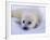 Newborn Harp Seal-Staffan Widstrand-Framed Photographic Print