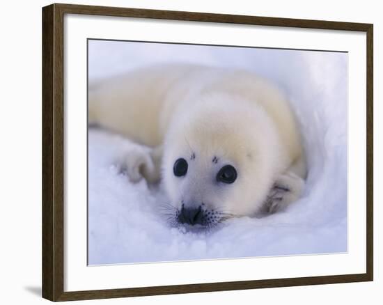 Newborn Harp Seal-Staffan Widstrand-Framed Photographic Print