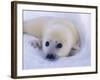 Newborn Harp Seal-Staffan Widstrand-Framed Photographic Print