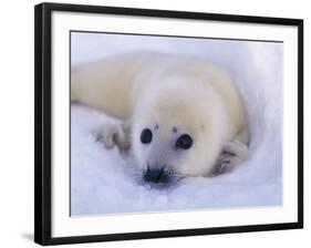 Newborn Harp Seal-Staffan Widstrand-Framed Photographic Print