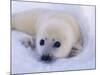 Newborn Harp Seal-Staffan Widstrand-Mounted Photographic Print