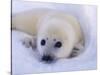 Newborn Harp Seal-Staffan Widstrand-Stretched Canvas