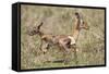 Newborn Impala Taking First Steps-Paul Souders-Framed Stretched Canvas
