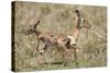 Newborn Impala Taking First Steps-Paul Souders-Stretched Canvas