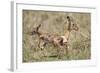 Newborn Impala Taking First Steps-Paul Souders-Framed Photographic Print