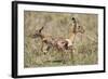 Newborn Impala Taking First Steps-Paul Souders-Framed Photographic Print