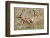 Newborn Impala Taking First Steps-Paul Souders-Framed Photographic Print