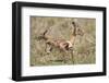 Newborn Impala Taking First Steps-Paul Souders-Framed Photographic Print