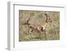 Newborn Impala Taking First Steps-Paul Souders-Framed Photographic Print