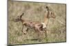 Newborn Impala Taking First Steps-Paul Souders-Mounted Photographic Print