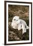 Newborn Lamb-Krista Mosakowski-Framed Giclee Print