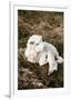 Newborn Lamb-Krista Mosakowski-Framed Giclee Print