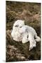 Newborn Lamb-Krista Mosakowski-Mounted Giclee Print