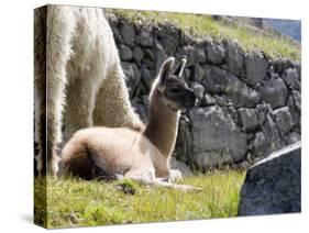 Newborn Llama Resting on Main Plaza, Machu Picchu, Peru-Diane Johnson-Stretched Canvas