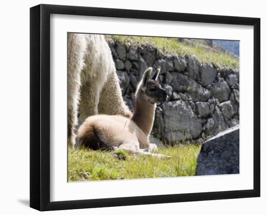 Newborn Llama Resting on Main Plaza, Machu Picchu, Peru-Diane Johnson-Framed Photographic Print