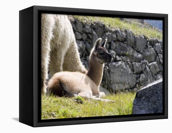 Newborn Llama Resting on Main Plaza, Machu Picchu, Peru-Diane Johnson-Framed Stretched Canvas