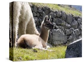 Newborn Llama Resting on Main Plaza, Machu Picchu, Peru-Diane Johnson-Stretched Canvas