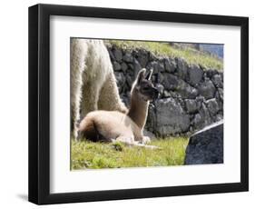 Newborn Llama Resting on Main Plaza, Machu Picchu, Peru-Diane Johnson-Framed Photographic Print