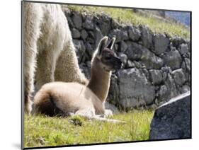 Newborn Llama Resting on Main Plaza, Machu Picchu, Peru-Diane Johnson-Mounted Photographic Print