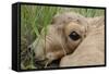 Newborn Saiga Antelope (Saiga Tatarica) Lying in Grass, Cherniye Zemli Nr, Kalmykia, Russia-Shpilenok-Framed Stretched Canvas