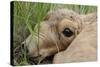 Newborn Saiga Antelope (Saiga Tatarica) Lying in Grass, Cherniye Zemli Nr, Kalmykia, Russia-Shpilenok-Stretched Canvas