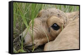 Newborn Saiga Antelope (Saiga Tatarica) Lying in Grass, Cherniye Zemli Nr, Kalmykia, Russia-Shpilenok-Framed Stretched Canvas