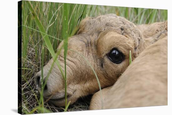 Newborn Saiga Antelope (Saiga Tatarica) Lying in Grass, Cherniye Zemli Nr, Kalmykia, Russia-Shpilenok-Stretched Canvas