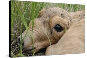 Newborn Saiga Antelope (Saiga Tatarica) Lying in Grass, Cherniye Zemli Nr, Kalmykia, Russia-Shpilenok-Stretched Canvas