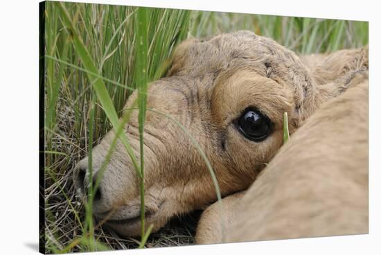 Newborn Saiga Antelope (Saiga Tatarica) Lying in Grass, Cherniye Zemli Nr, Kalmykia, Russia-Shpilenok-Stretched Canvas