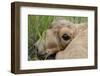 Newborn Saiga Antelope (Saiga Tatarica) Lying in Grass, Cherniye Zemli Nr, Kalmykia, Russia-Shpilenok-Framed Photographic Print