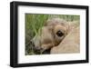 Newborn Saiga Antelope (Saiga Tatarica) Lying in Grass, Cherniye Zemli Nr, Kalmykia, Russia-Shpilenok-Framed Photographic Print